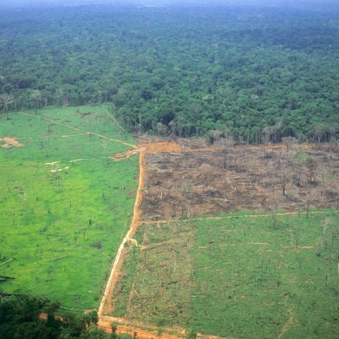 Der Amazonas-Regenwald wird in Brasilien mehr und mehr zerstört: Ein Teil der Fläche ist bereits in Gründland umgewandelt, ein weiterer Teil durch Brandrohdung zerstört; im Hintergrund der eigentliche Regenwald