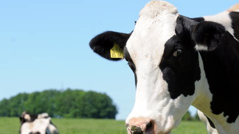 Kuh ohne Hörner: Landwirte nutzen oft das Argument, dass sich Kühe bei ihren Rangkämpfen in den Laufställen mit ihren Hörnern verletzen würden. Sie befürchten auch, dass Stallarbeiter durch die Hörner der Kühe gefährdet würden. 