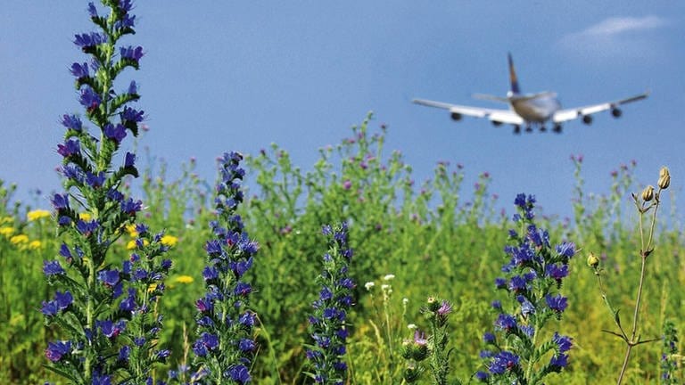 Die schlechte Öko-Bilanz des Flugverkehrs weckt bei vielen Menschen Flugscham. Forscher arbeiten an umweltfreundlicherem Kerosin, leichteren Flugzeugen und klimaverträglicheren Flugrouten.