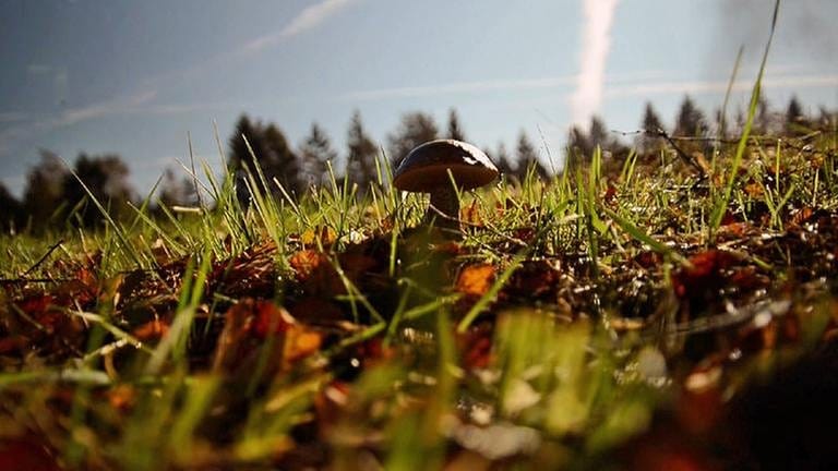 Einzelner Pilz im Gras vor Tannen (Foto: SWR, SWR -)