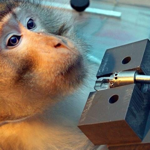 Tierversuch an einem Affen (Foto: SWR, dpa (Archivbild) - Peter Förster)