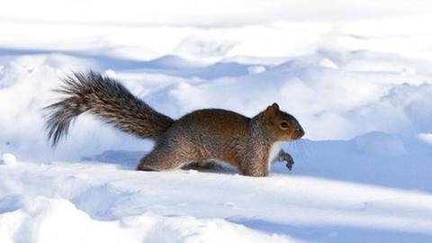 Eichhörnchen im Schnee (Foto: Colourbox, Foto: Colourbox.de -)