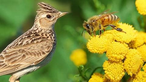 Lerche und eine Biene auf einer Blüte (Foto: Colourbox, Foto: Colourbox.de -)