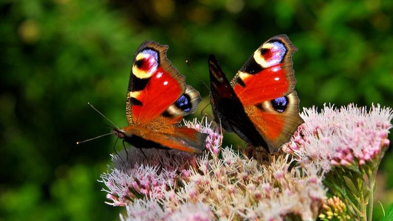 Schmetterlinge (Foto: Colourbox, Foto: Colourbox.de -)
