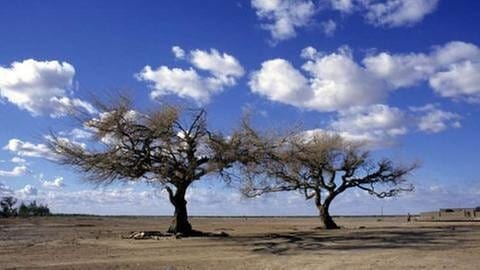 Bäume im Süden Nigers (Foto: picture-alliance / dpa, picture-alliance / dpa -)