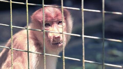 Ein Affe sitzt traurig guckend in einem Käfig. (Foto: Getty Images, Thinkstock -)