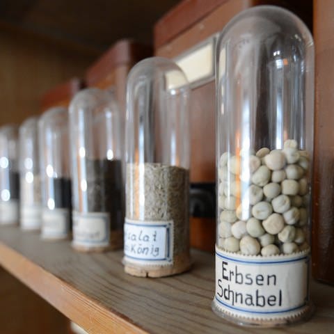 Erbsen im Glas: Verschiedene Samen in Gläsern in der nachgebauten Packstube eines Samenhändlersin im Samenhandelsmuseum im Gönninger Rathaus