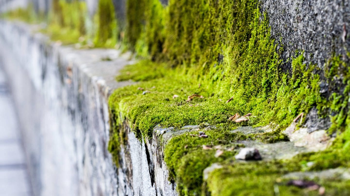 Moos auf Stein (Foto: IMAGO, IMAGO / Imaginechina-Tuchong)