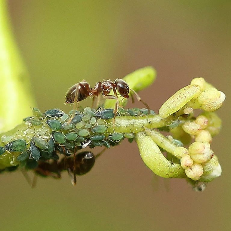 Ameise auf den Blättern einer Schneepolster-Fetthenne