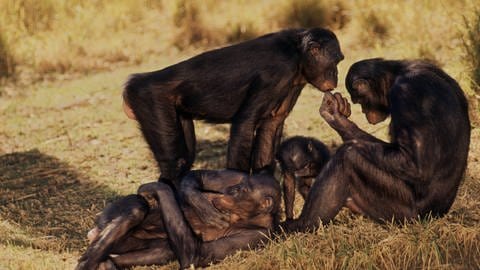 Bonobos (Foto: IMAGO, imago/Mint Images)
