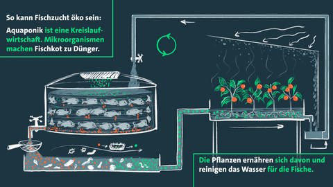 Grafik: Aquaponik ist eine Kreislaufwirtschaft. Mikroorganismen machen Fischkot zu Dünger. Die Pflanzen ernähren sich davon und reinigen das Wasser für die Fische. (Foto: Britta Wagner)