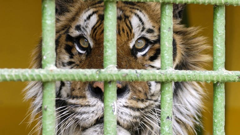 Sibirischer Tiger hinter Gittern