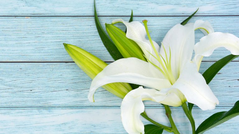 Weiße Lilien: Wie verändert die Konfrontation mit dem eigenen Tod das Leben?