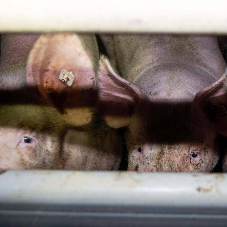 Schweine (Foto: Deutsches Tierschutzbüro)