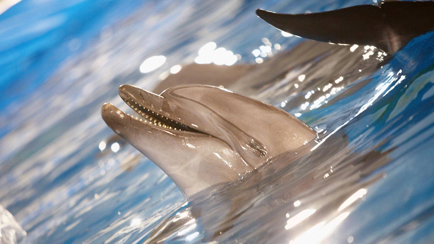 Delfine haben zum Atmen ein Blasloch (Foto: IMAGO, imago/Panthermedia)