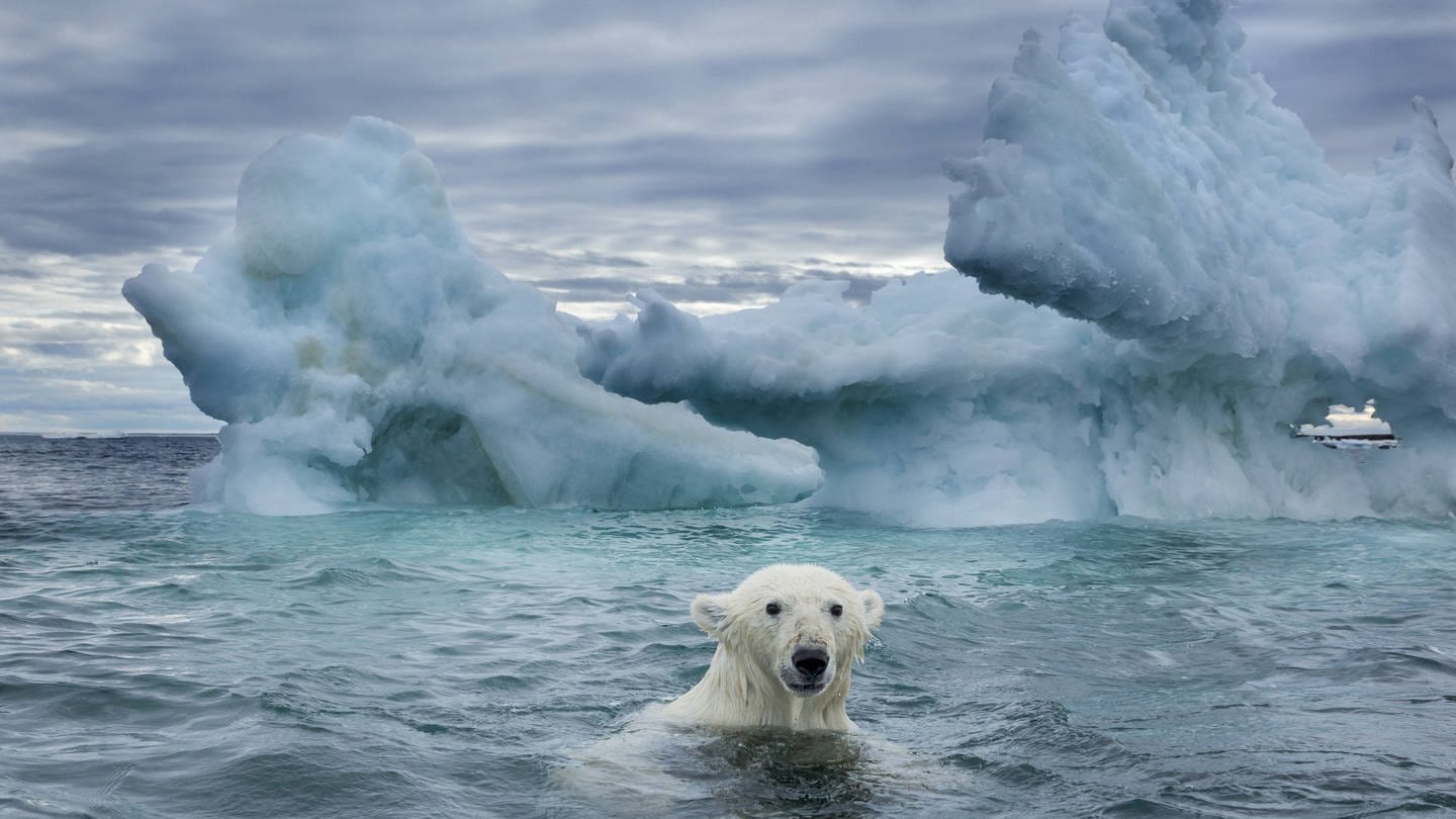 Eisbär im Nunavut Territory / Kanada (Foto: IMAGO, imago images / Danita Delimont)