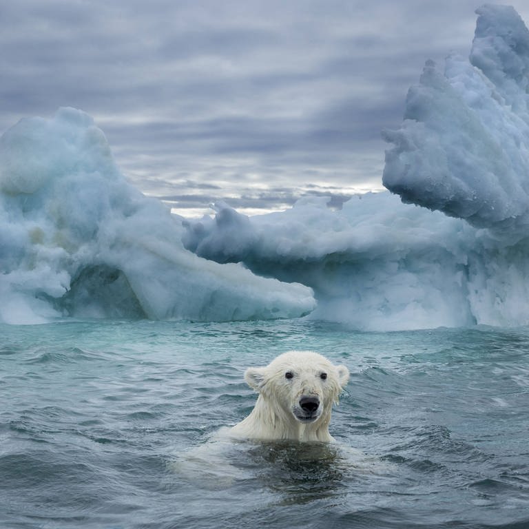 Eisbär im Nunavut Territory  Kanada