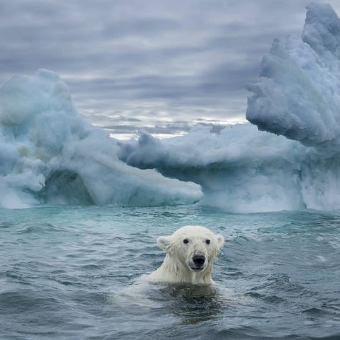 Eisbär im Nunavut Territory  Kanada (Foto: IMAGO, imago images / Danita Delimont)