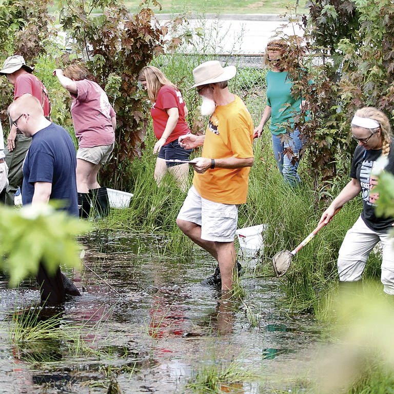 Citizen Science-Projekte gibt es weltweit und Millionen Menschen machen mit: Lehrer sammeln in einem Teich in Maryville, Tennessee USA Tiere und Vegetation für wissenschaftliche Forschung im Rahmen eines Citizen Science-Kurses