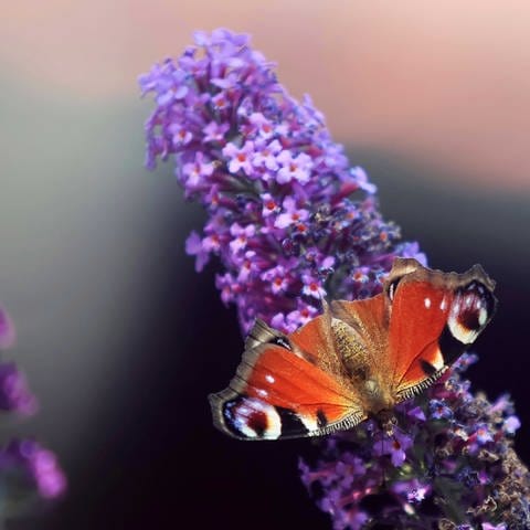 Insekten-Welt in Fürstenried München, im Bild: Tagpfauenauge - brauner, gemusterter Schmetterling sitzt auf lila Fliederblüte (Foto: IMAGO, IMAGO / Philippe Ruiz)