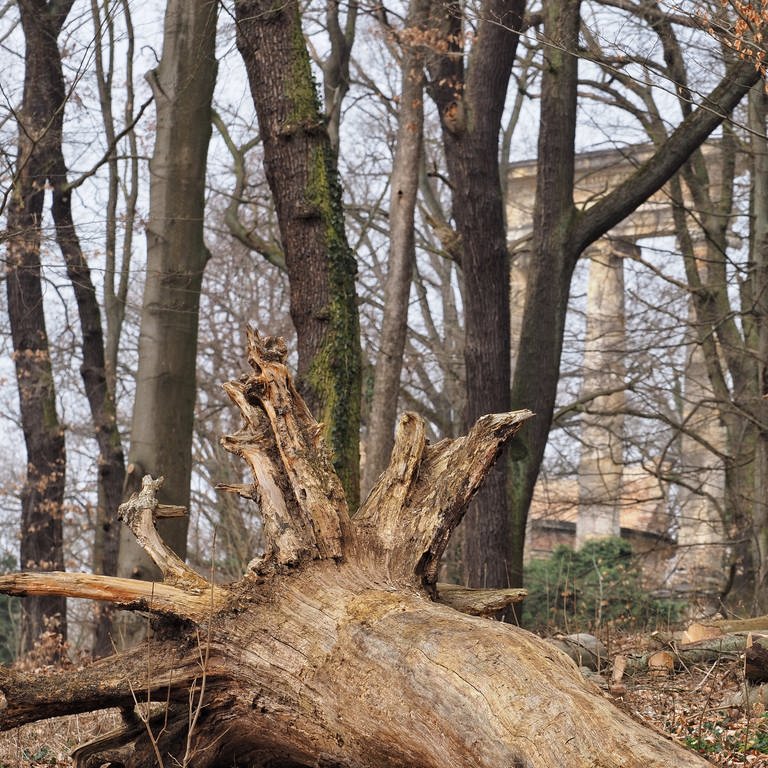 Ein umgestürzter Baum ohne Rinde liegt auf dem Ruinenberg beim Park Sanssouci auf der Erde. In den extremen Dürrejahren 2018 bis 2020 trockneten besonders auf der sandigen Kuppe des Berges teilweise die Baumkronen ein, alte Bäume starben ab. (Foto: picture-alliance / Reportdienste, picture alliance/dpa/dpa-Zentralbild | Soeren Stache)