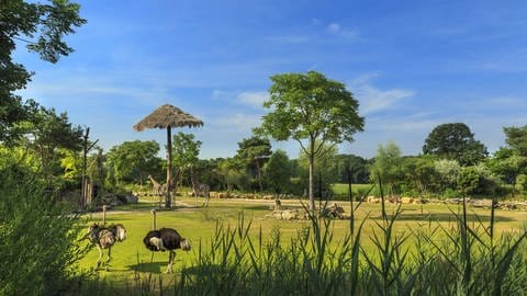 Auf der 6.000 Quadratmeter großen Kiwara-Savanne im Leipziger Zoo versammeln sich Spitzmaulnashörner, Geparden und Stachelschweine. Das Gehege soll dem natürlichen Habitat der Tiere möglichst nahe kommen. Kosten: 7,3 Millionen Euro.  (Foto: IMAGO, IMAGO / Rainer Weisflog)