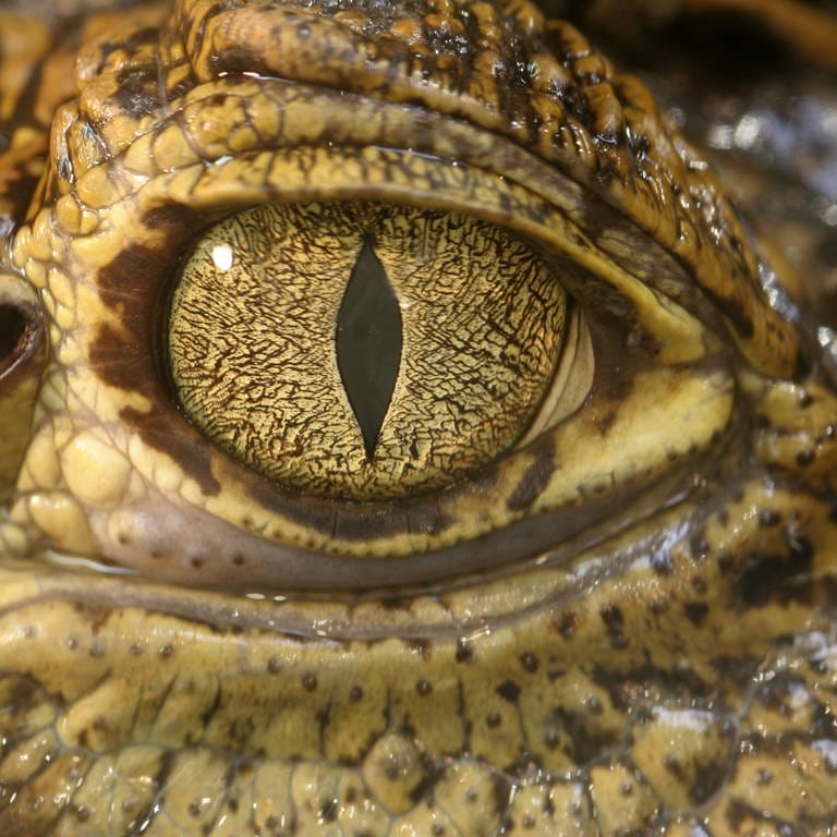 Auge eines Krokodils: Krokodile produzieren tatsächlich Tränen – allerdings nicht aus Trauer (Foto: IMAGO, IMAGO / agefotostock)
