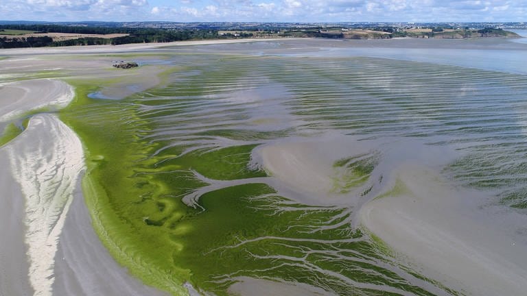Grünalgen bei Morieux an der Côtes d’Armor in der Bretagne  Frankreich. Wenn "Ulva armoricana" in Sand und Schlick verwest, entwickelt sie hochgiftigen Schwefelwasserstoff. Die grüne Plage ist eine Folge der industriellen Landwirtschaft.