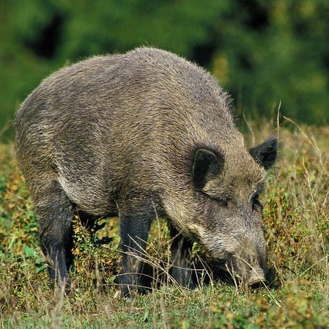 Wildschwein (Foto: IMAGO, IMAGO / imagebroker)