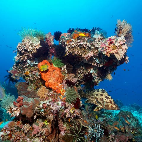 Great Barrier Reef: Korallenblock, verschiedene wirbellose Tiere, Schwämme und Korallen.  (Foto: picture-alliance / Reportdienste, picture alliance / imageBROKER | Norbert Probst)