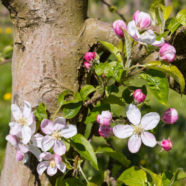 Blüte von einem Apfelbaum (malus) in weiß und rosa (Foto: IMAGO, IMAGO / Hanke)
