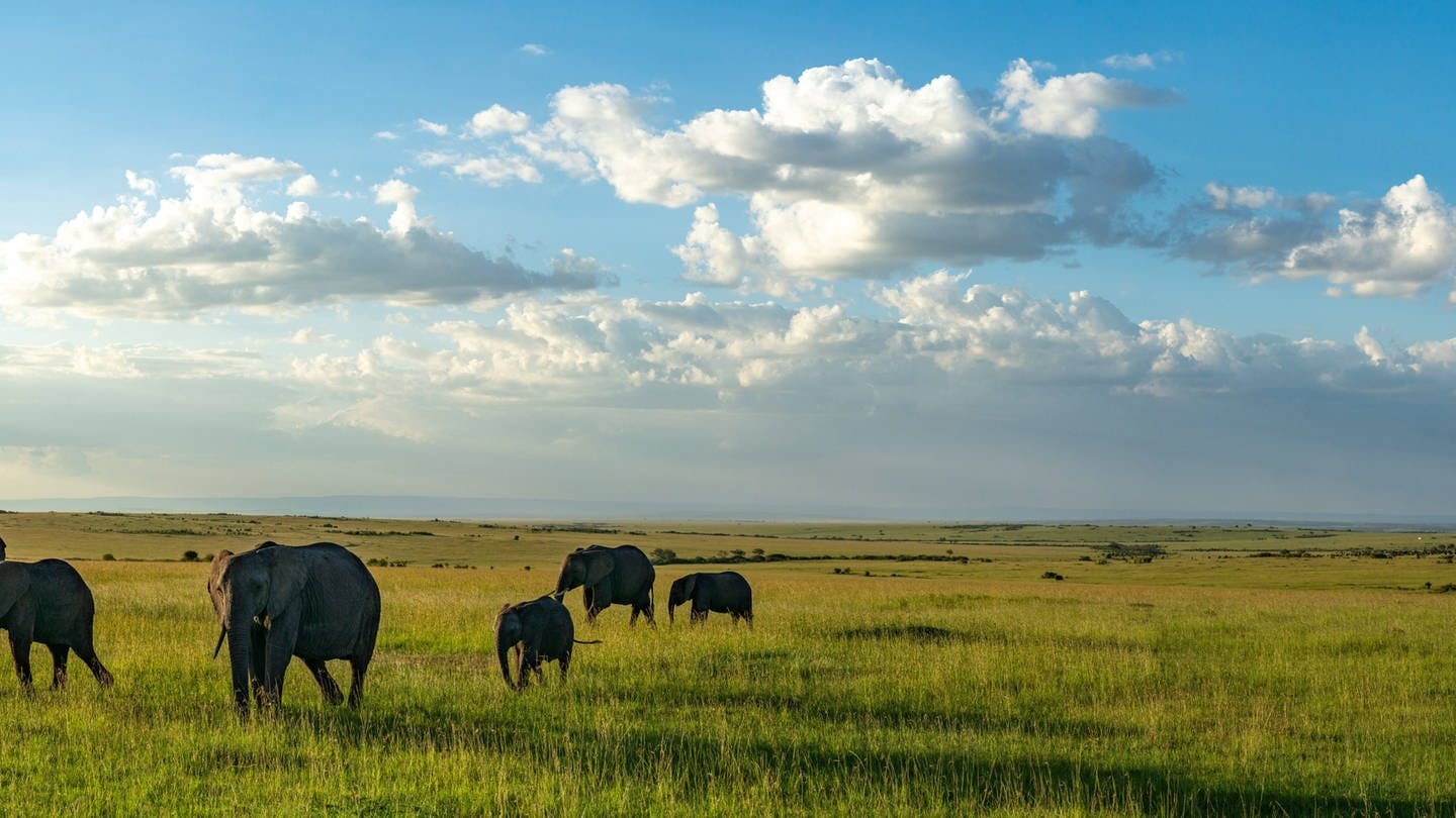Elefanten in Kenia (Foto: IMAGO, IMAGO / Cavan Images)