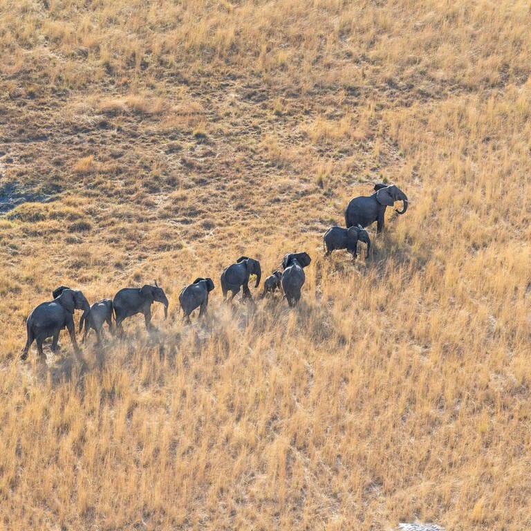 Luftaufnahme einer Elefantenherde in Botswana (Foto: picture-alliance / Reportdienste, picture alliance / imageBROKER | Anette Mossbacher)
