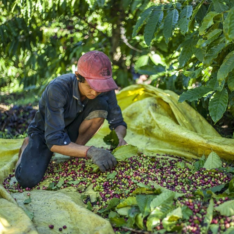 Ein Dorfbewohner sortiert Kaffeebeeren im Bezirk Tan Lac, Vietnam. (Foto: picture-alliance / Reportdienste, picture alliance / Photoshot | -)