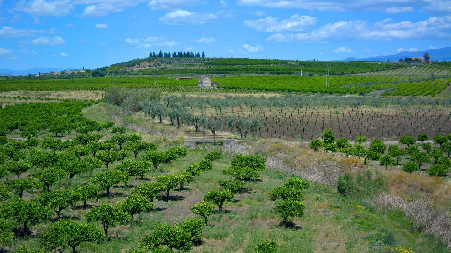 Landschaft zwischen Catania und Enna, Sizilien - Orangenplantage mit Oliven (Foto: IMAGO, IMAGO / imagebroker)