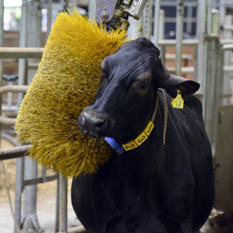 Im Stall der Lehr- und Versuchsanstalt Hofgut Neumühle  Pfalz können sich die Kühe an einer rotierenden Bürste massieren lassen