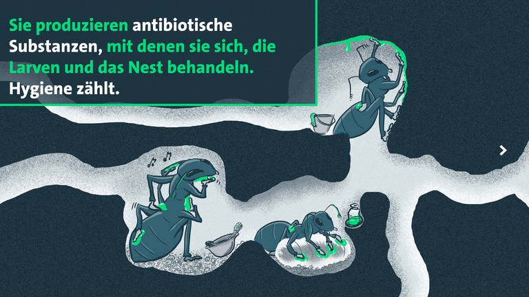 Ameisen reinigen ihr Nest (Grafik): Die Tiere produzieren antibiotische Substanzen, mit denen sie sich, die Larven und das Nest behandeln. Hygiene zählt.