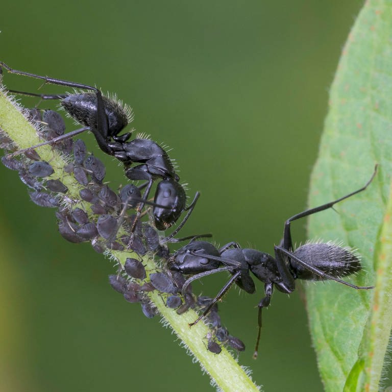 Ameisen auf einer Blattlauskolonie