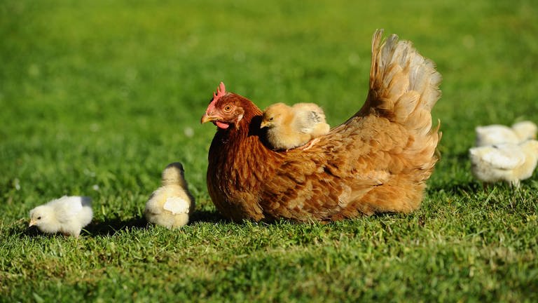 Sind die Hühner gesattelt? Ein Küken sitzt auf einem Huhn