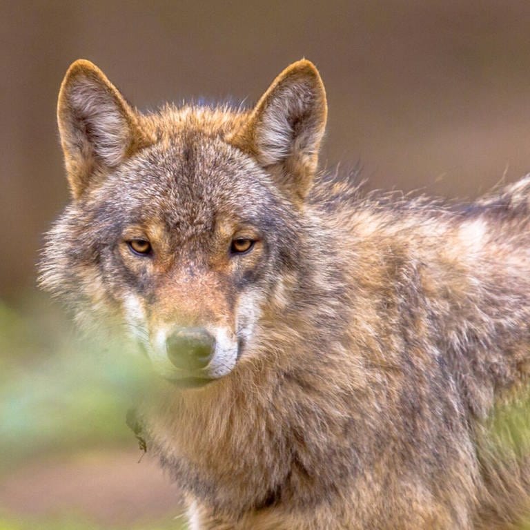 Wolf im Wald (Foto: IMAGO, IMAGO / agefotostock)