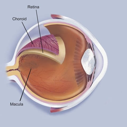 Schematische Abbildung des inneren Auges: Die Makula im Zentrum der Netzhaut (Retina) ist der Bereich des schärfsten Sehens. Hier sind die Sehzellen besonders dicht angeordnet.  (Foto: IMAGO, StockTrek Images)