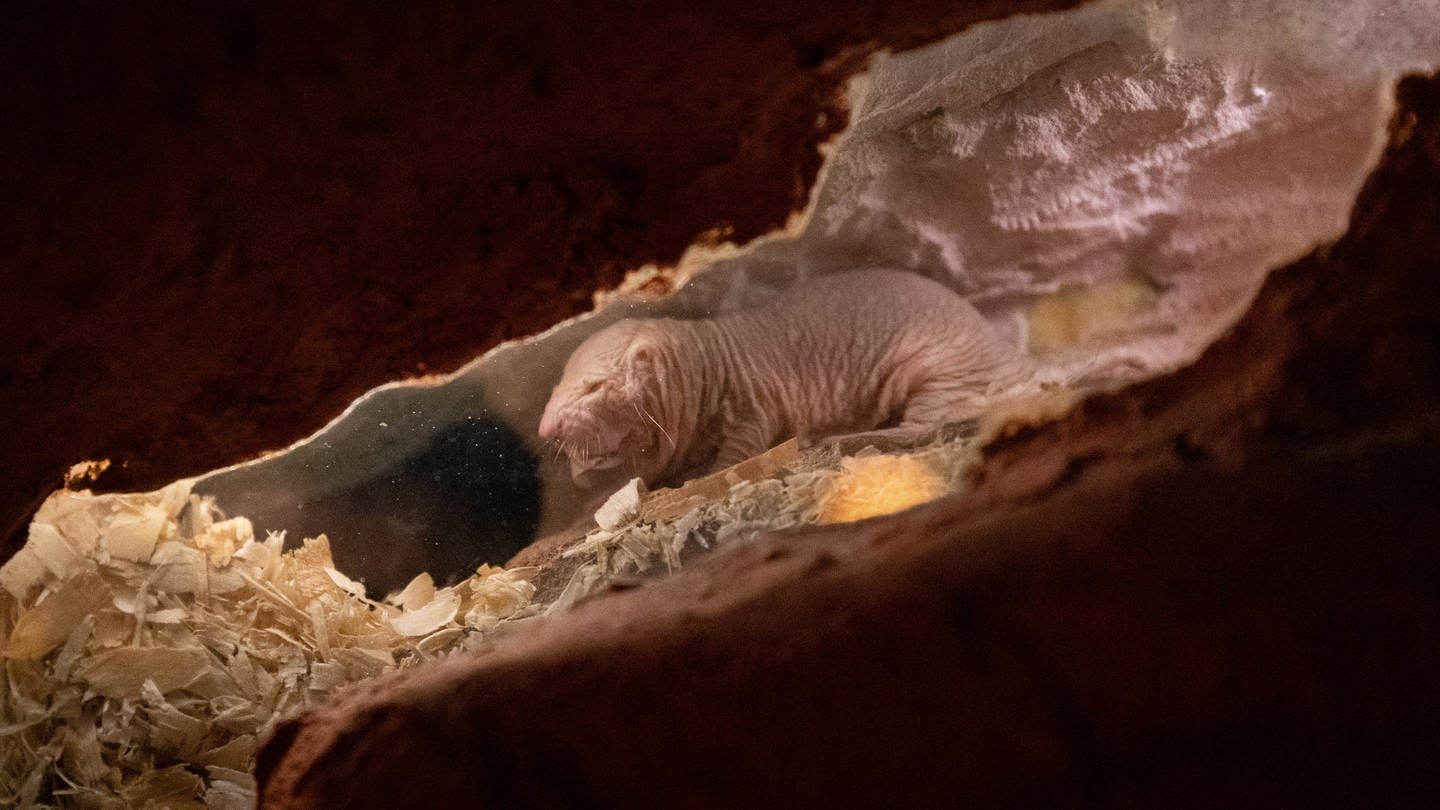 Ein Nacktmull in einem Höhlensystem des unterirdischen Zoos in Osnabrück (Foto: dpa Bildfunk, picture alliance/dpa | Friso Gentsch)