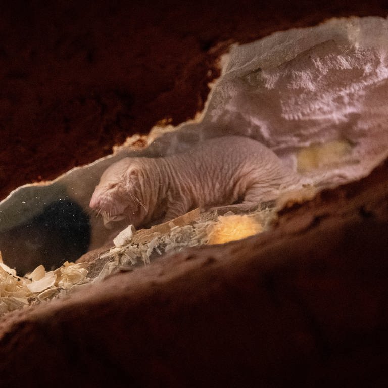 Ein Nacktmull in einem Höhlensystem des unterirdischen Zoos in Osnabrück  (Foto: dpa Bildfunk, picture alliance/dpa | Friso Gentsch)
