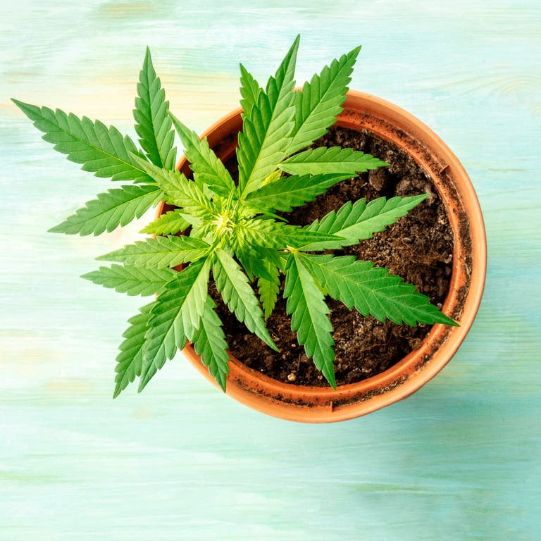 Eine weibliche Marihuanapflanze in einem Topf
