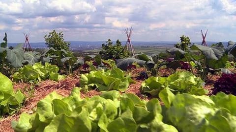 Salatköpfe vor Bohnenstangen (Foto: SWR, SWR -)