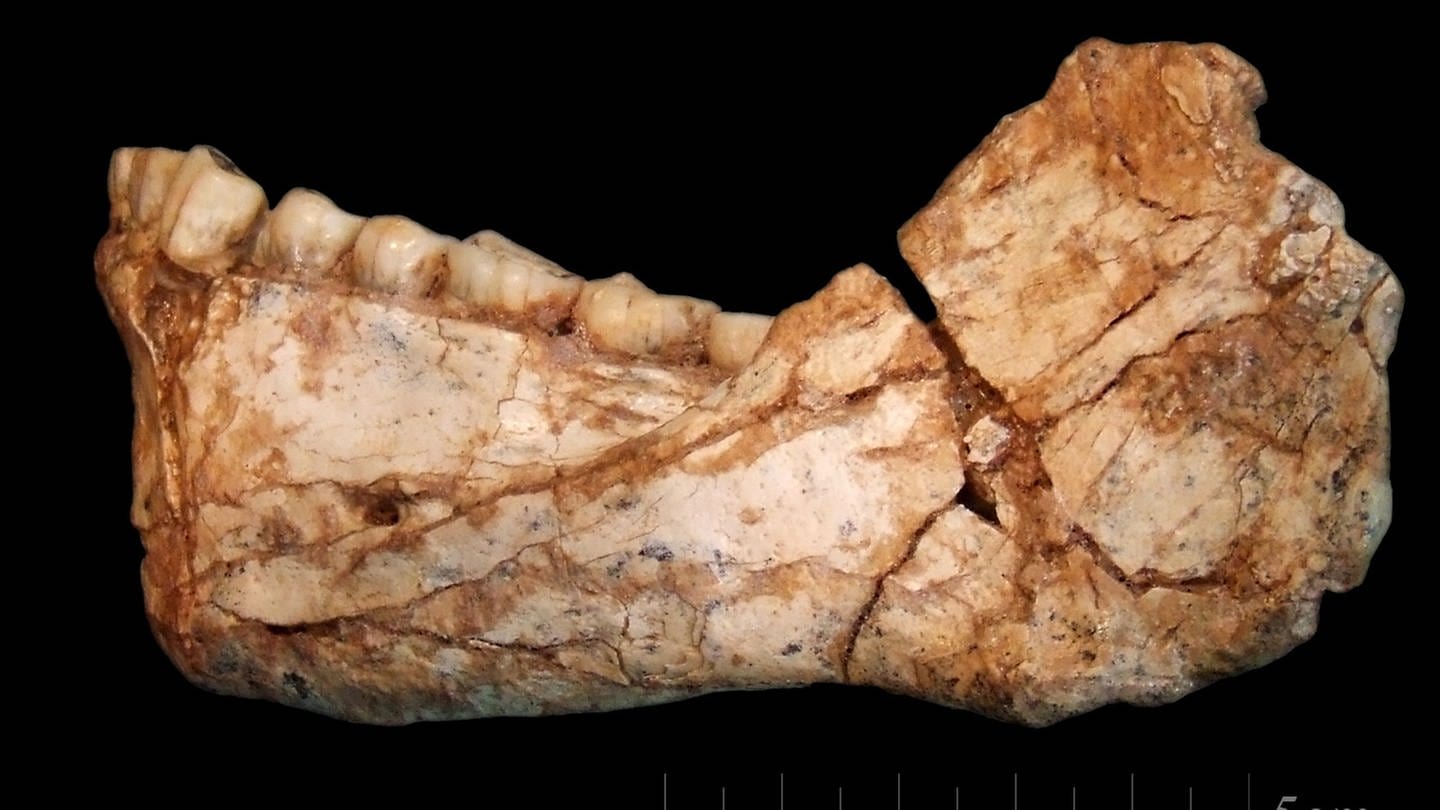 Unterkiefer, gefunden in Jebel Irhoud / Marokko, ca. 300.000 Jahre alt (Foto: picture-alliance / Reportdienste, Picture Alliance)