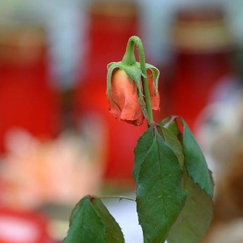 Zwei Rosen mit hängen Köpfen nach dem Amokluaf zwischen Kerzen vor der Albertville-Realschule in Winnenden (Foto: picture-alliance / Reportdienste, picture-alliance / Reportdienste - Ronald Wittek)