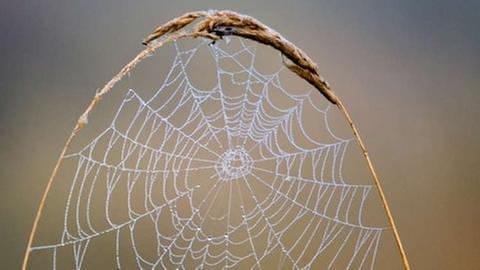 Lassen sich Spinnenfäden auch bald zur Reparatur von zerstörten Nervenfasern einsetzen? (Foto: SWR, SWR - Susan Bohn)