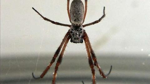 Nephila - oder "Goldene Radnetz-Spinnen" sind nicht giftig und liefern ausreichend Spinnfäden (Foto: SWR, SWR - Susan Bohn)