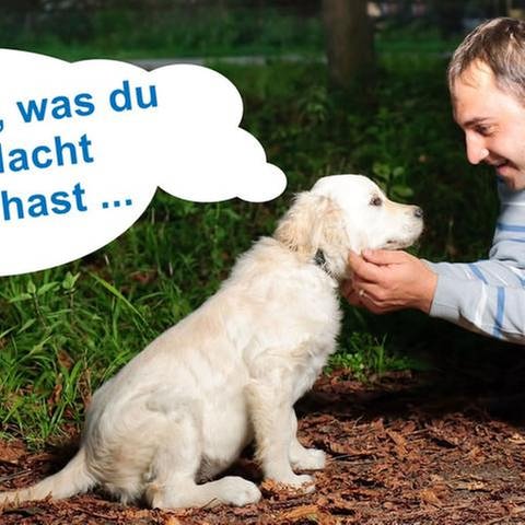 Hunde haben ein besseres Gedächtnis als gedacht (Foto: Colourbox, Foto: Colourbox.de - Collage: SWR)